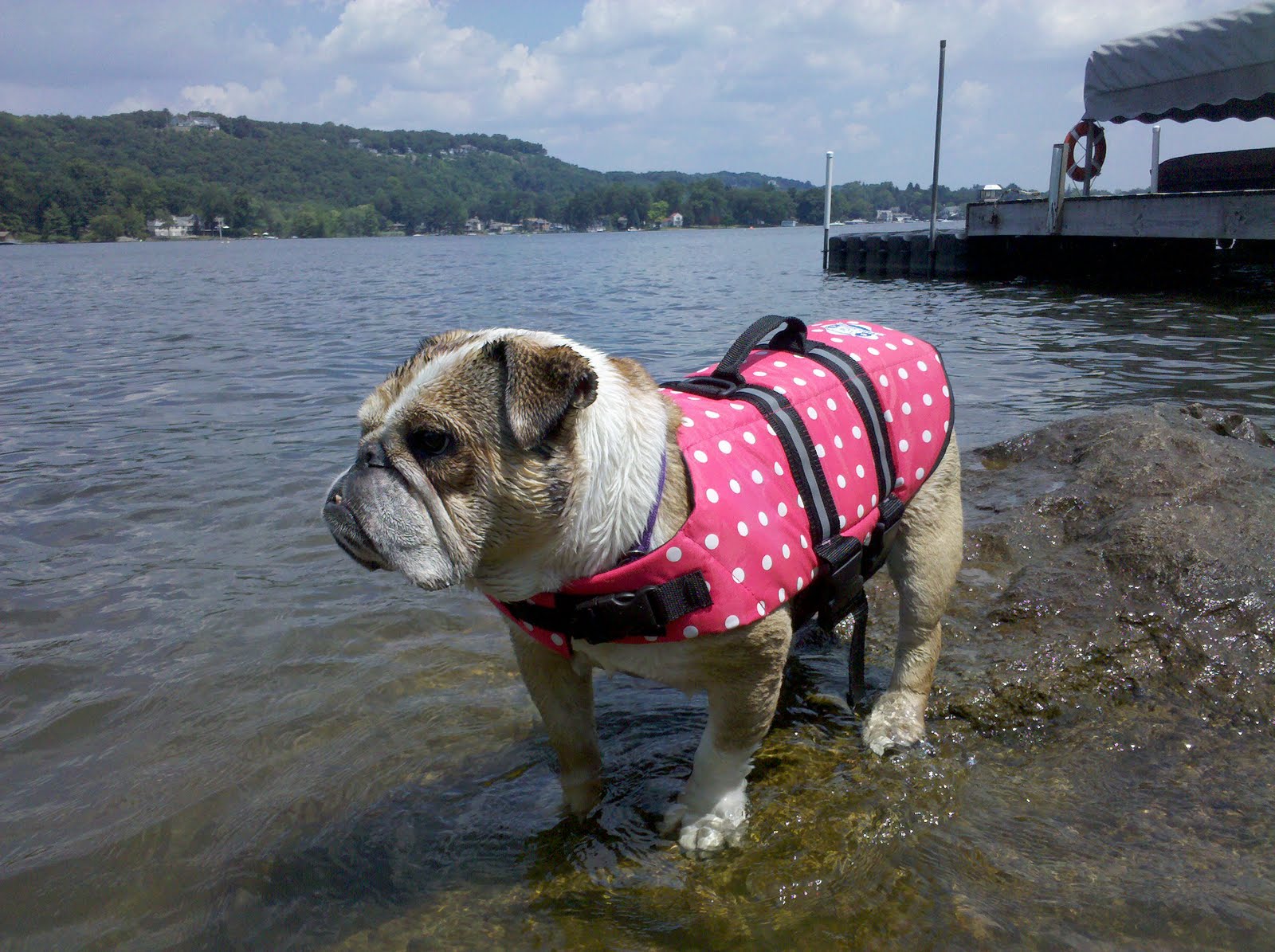 French Bulldog Life Jacket - Safety First When Swimming