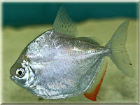 Silver Dollar Fish Pictures