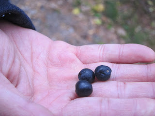 bilberries 