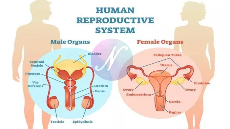 Organ-organ Penyusun Sistem Reproduksi Manusia