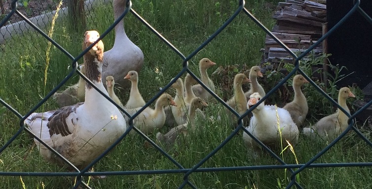 Gänse Frühling Küken