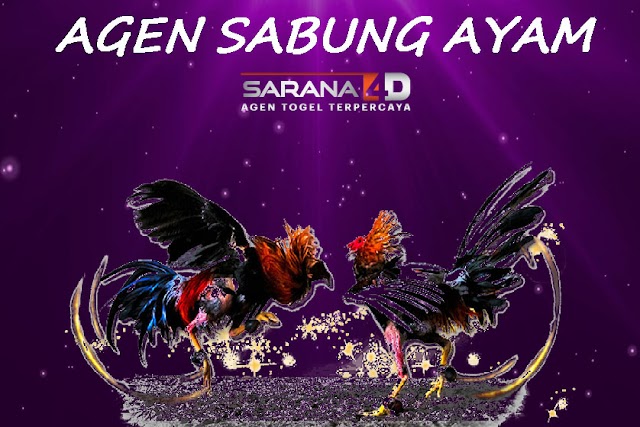 Cara bermain sabung ayam 