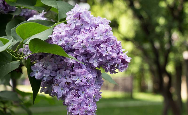 Flowers, Spring gardening