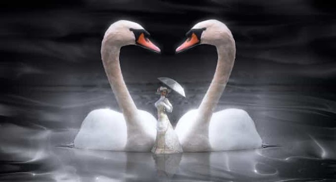 Top Story of two Swans | Top Story for Kids