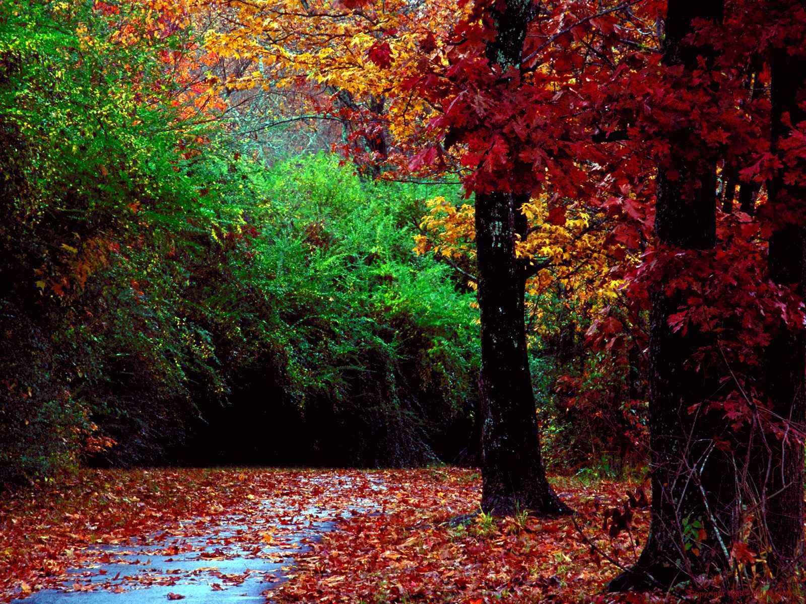 Autumn in Forest