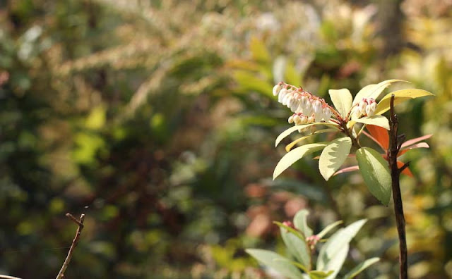 Pieris Japonica Flowers