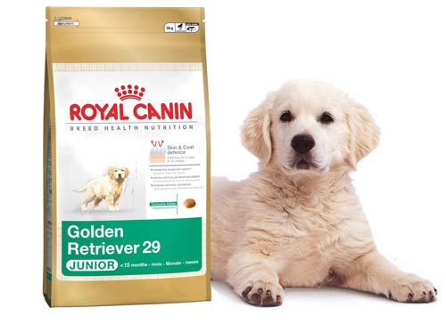 Royal canin golden junior