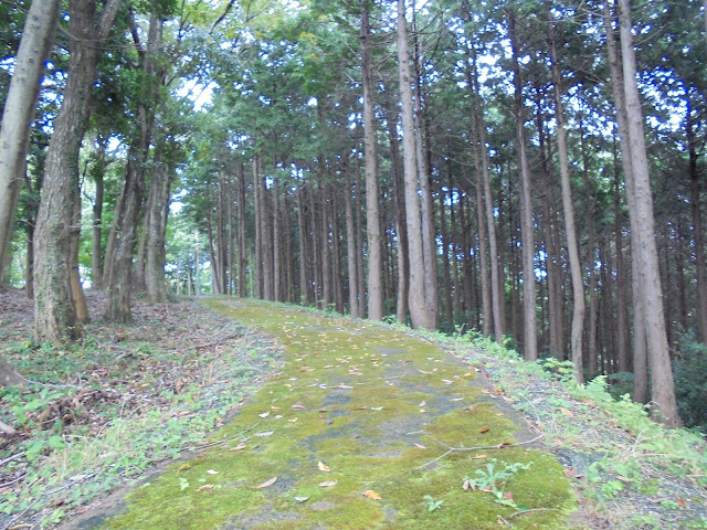 弥生の森の遊歩道