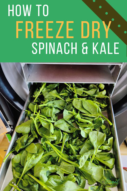 Add nutrients into your family diet by freeze drying spinach and kale to add to your pantry staples.