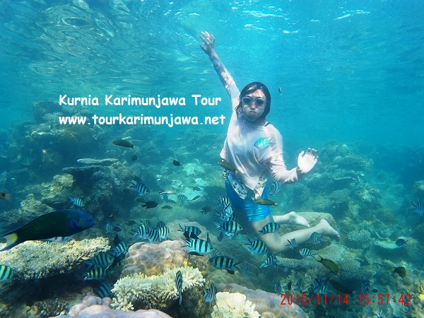 wisata snorkeling di karimunjawa bulan februari