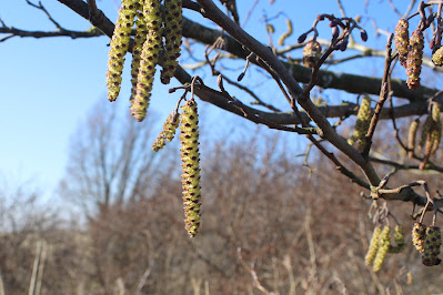 Skiere Els - Witte Els - Alnus incana