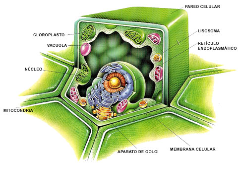 celula vegetal y sus partes. El contenido de la célula que