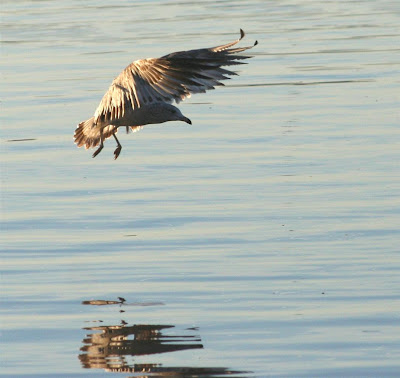 gulls on Lake Gaston