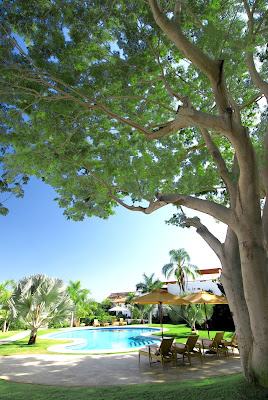 Vallarta Gardens Tree
