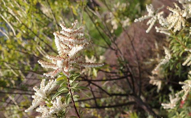 Pieris Japonica Flowers