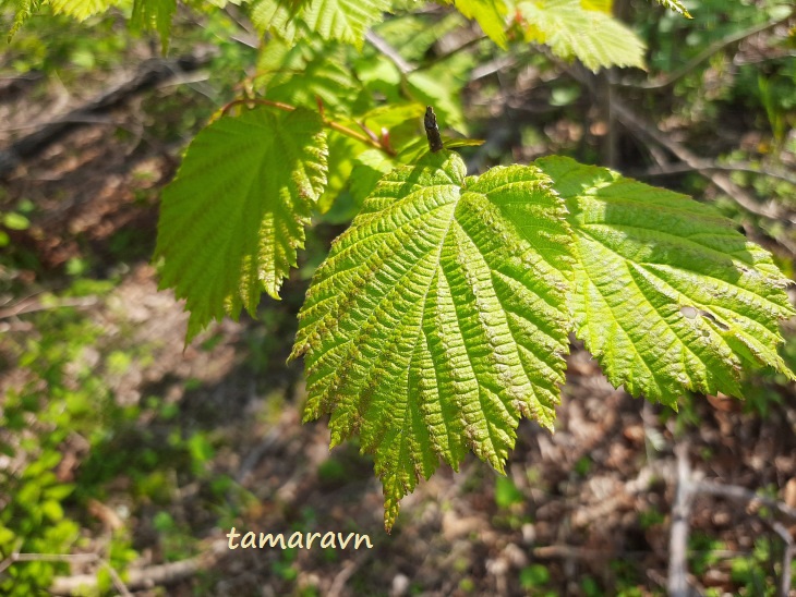 Лещина разнолистная / Орешник разнолистный (Corylus heterophylla)