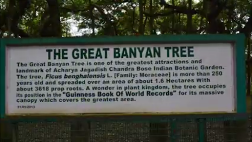world's largest banyan tree india,Indian botanic garden