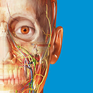 Human Anatomy Atlas 2017 - Complete 3D Human Body on the Mac App Store 