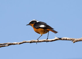 Moussier's Redstart - Souss Massa National Park, Morocco