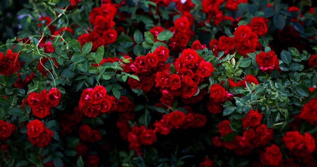 Red Rose Flower Images - Rose Flower Images Download - Different Colors Rose Flower Images Download - rose flower - NeotericIT.com