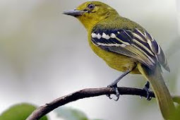 Mengulas Cara Perawatan Burung Cipo-Sirtu