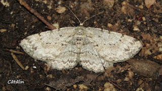 Hypomecis punctinalis (female) IMG20206