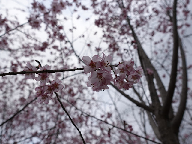 鳥取県道52号岸本江府線沿い　カワヅザクラ（河津桜）