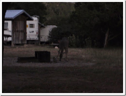 Deer at Dusk
