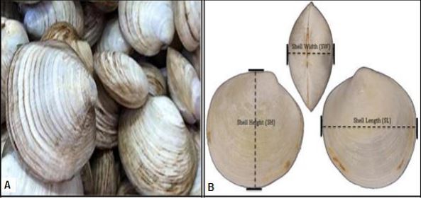 Length – Weight Relationships of Anodontia edentula from Mangrove Habitats of Surigao City, Philippines