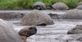 galapagos tortoise