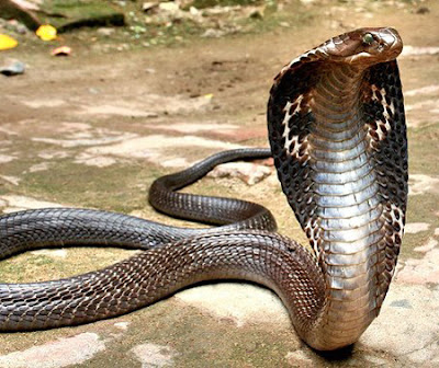 snakes,snake,cobra,cobras,snake pictures