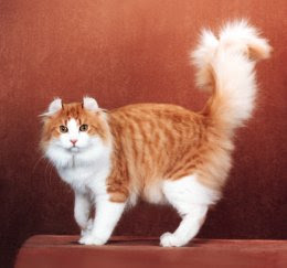 american curl cat pets, huisdieren, animaux de compagnie, Haustiere, animais, Animale de companie, animales domesticos, husdjur, Evcil Hayvan, anifeiliaid anwes, domace zvali, binatang kesayangan, augintiniai, animali domestici, peatai, bet kay, lemmikit, mga alagang hayop, domaci zvirata, kucni ljubimci, animals domestics, maskotak, binatang peliharaanpuss pussy pussycat grimalkin kat mace pisik kotka gat macka kocka kass pusa kissa gato katze macska kottur kakis kate qattus kot pisica macka katt kedi con meo kucing