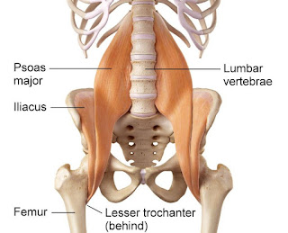 Anatomi Otot Psoas Major (Iliopsoas) Manusia