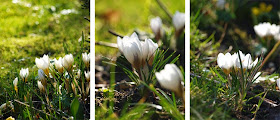 Botaniske krokus i haven er skønne forårsblomster