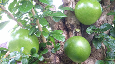 maja fruit pictures