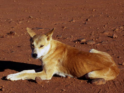 desert dingo wallpaper