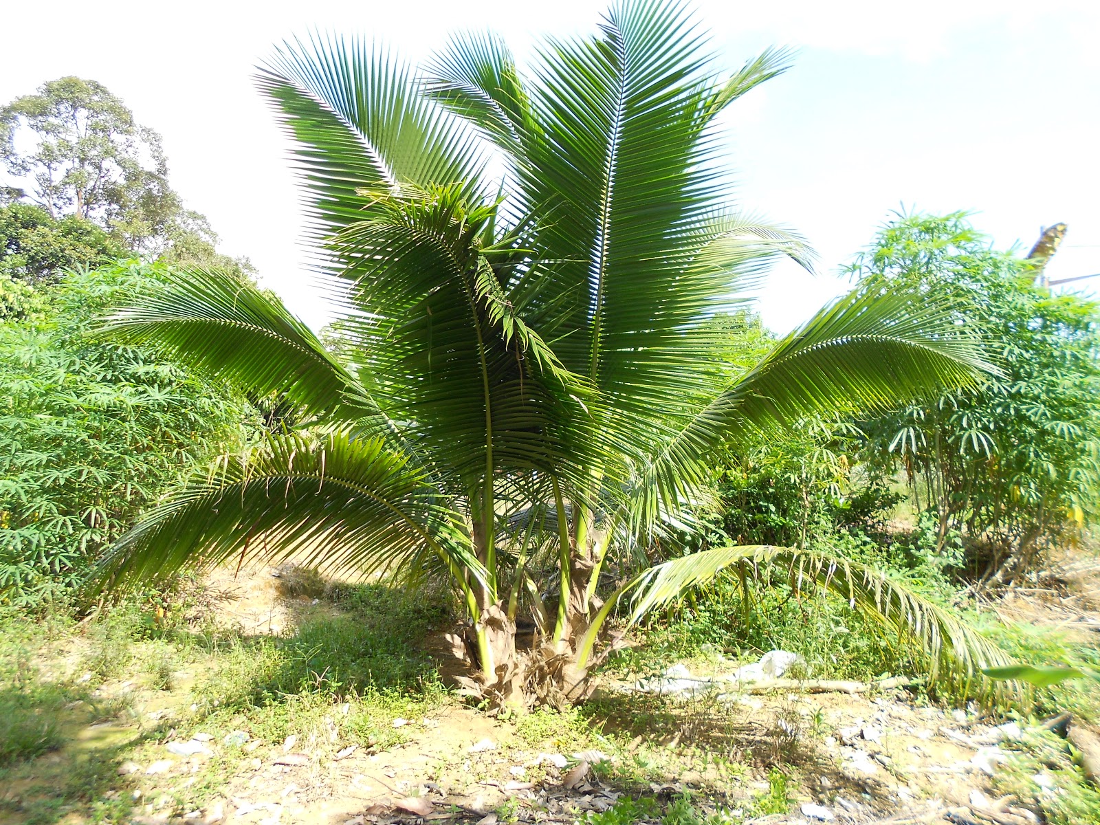 Pak Mat Agrotek Gambar  Pokok Kelapa  Mataq Terbaru Di 