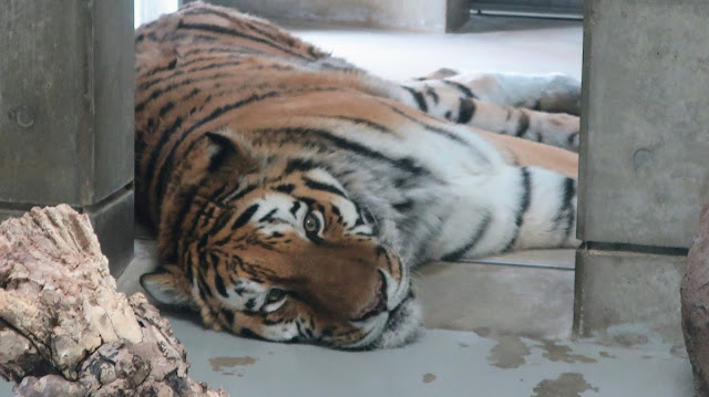 天王寺動物園 大阪