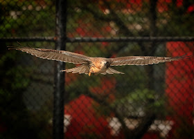 Tompkins Square red-tailed hawk fledgling