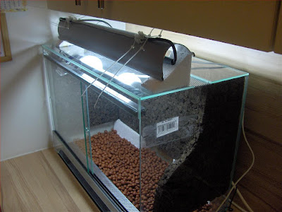 Energy-saving lamp DIY, on the new mini orchidarium