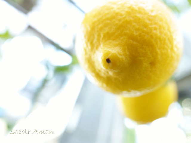 Citrus limon