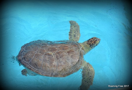 Sea Turtle