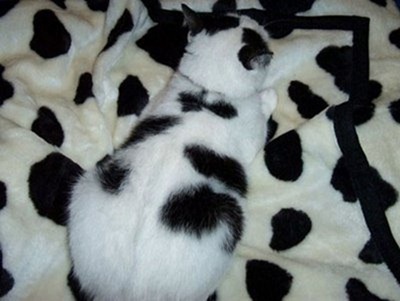 Animals-Playing-Hide-14