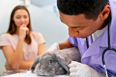 Advocacy and Ethical Small Pet Care