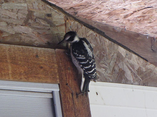 hairy woodpecker