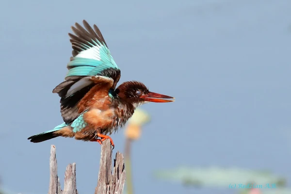 © copyright Dr. Redzlan Abdul Rahman - White-throated kingfisher failed to catch a fish