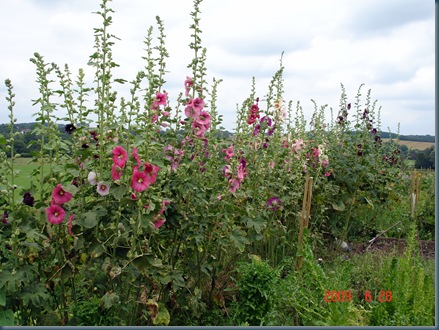 DSC00161