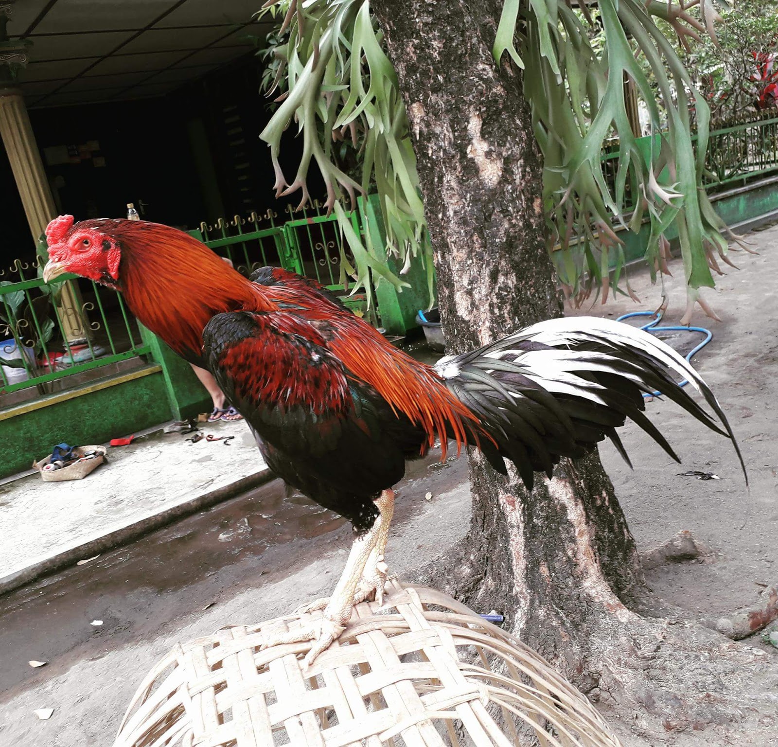  Ayam Bangkok Juara  2022 Berikut Ini Ciri Cirinya