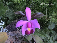 Cattleya Violácea