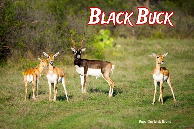 हरियाणा का राज्य पशु काला हिरण/ कृष्णमृग (एंटिलोप सर्विकापरा)/ Black Buck